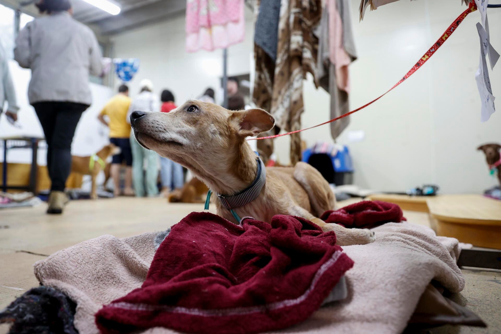 Fotografía de un perro rescatado de las inundaciones, el 11 de mayo de 2024, en un refugio en Porto Alegre (Brasil). EFE