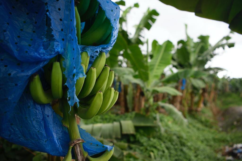 El banano es uno de los productos que más exporta Panamá en el sector agrícola, al igual que la piña y la sandía. Agustín Herrera. 