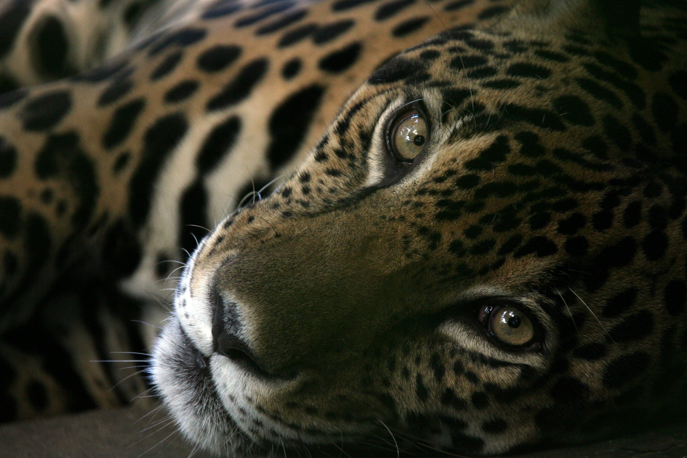 Jaguar adulto en el Parque Municiipal Summit. Octubre 2006. Foto: Alexander Arosemena