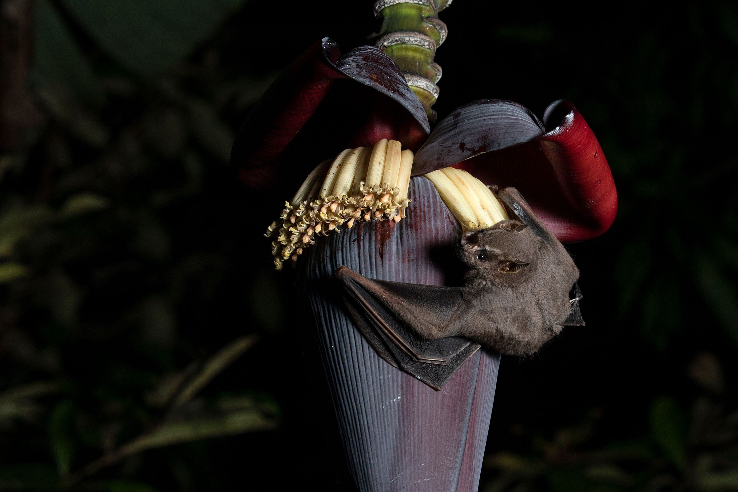 Muercielago tomando nectar de un tallo de guineos en Arraiján, Panamá Oeste. Octubre 2018. Foto: Alexander Arosemena