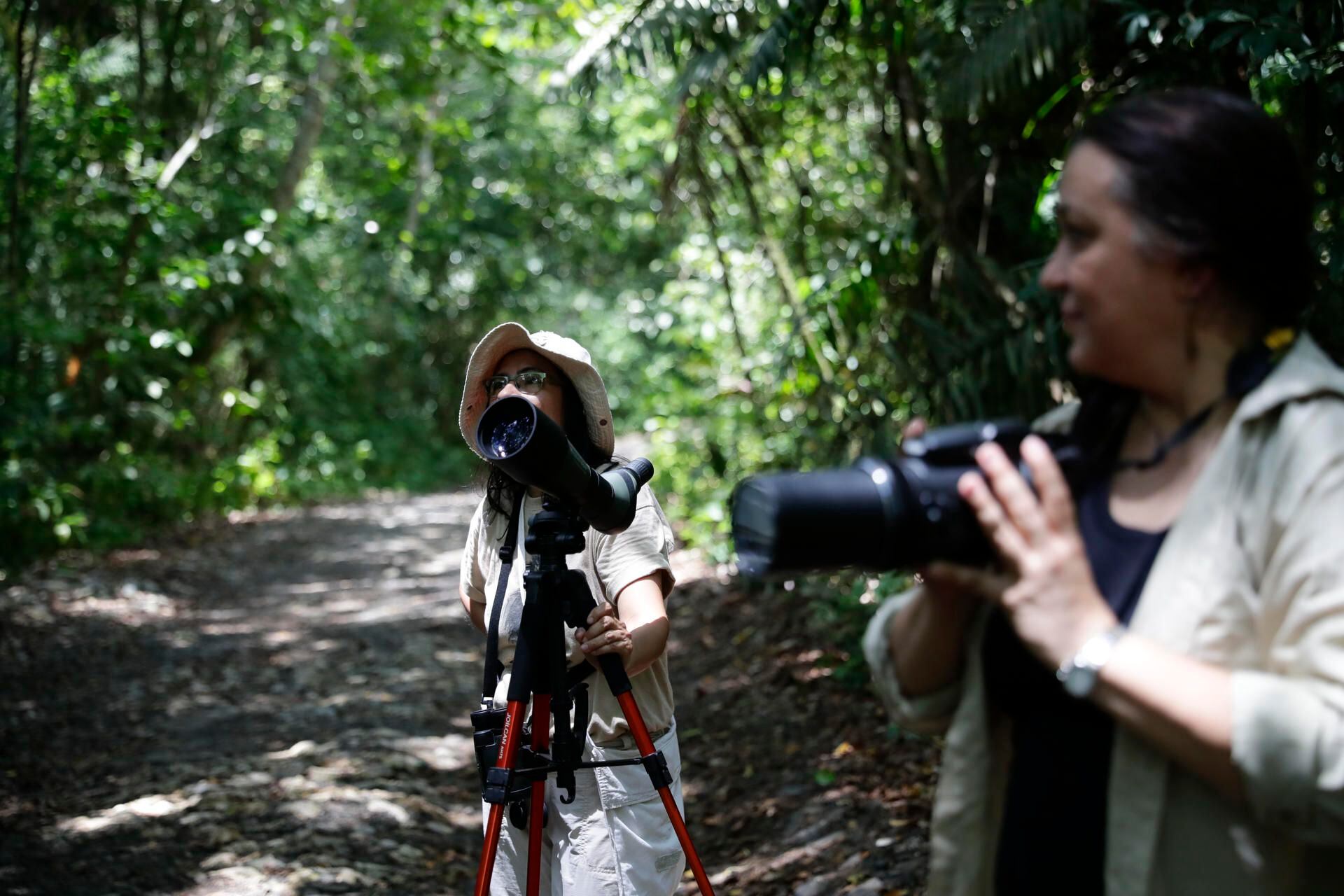 En Panamá se pueden ver 750 especies en un día. EFE/Bienvenido Velasco