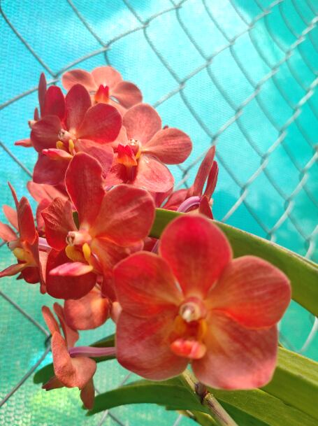 Regresa la Expo Orquídeas en Boquete, tras dos años de ausencia por la  Covid-19 | La Prensa Panamá