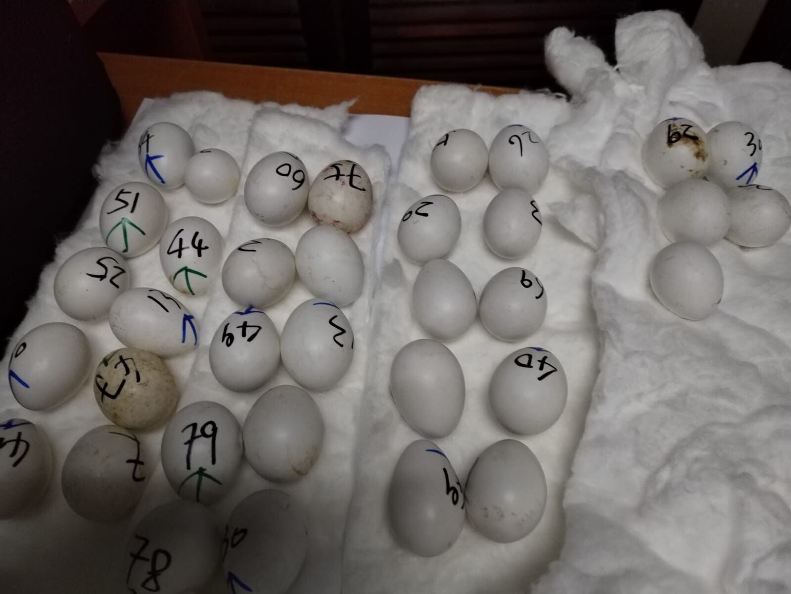 En uno de los operativos decomisaron 240 huevos de guacamayas. Cortesía