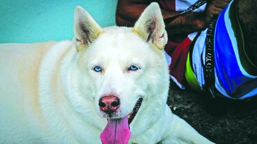 Consentidos: La querida ‘Shakira’