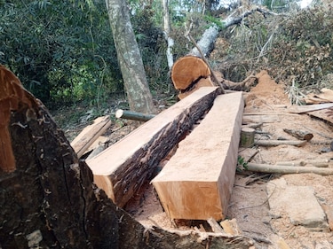MiAmbiente: detectan tala ilegal de caoba en Chilibre; decomisan motosierra