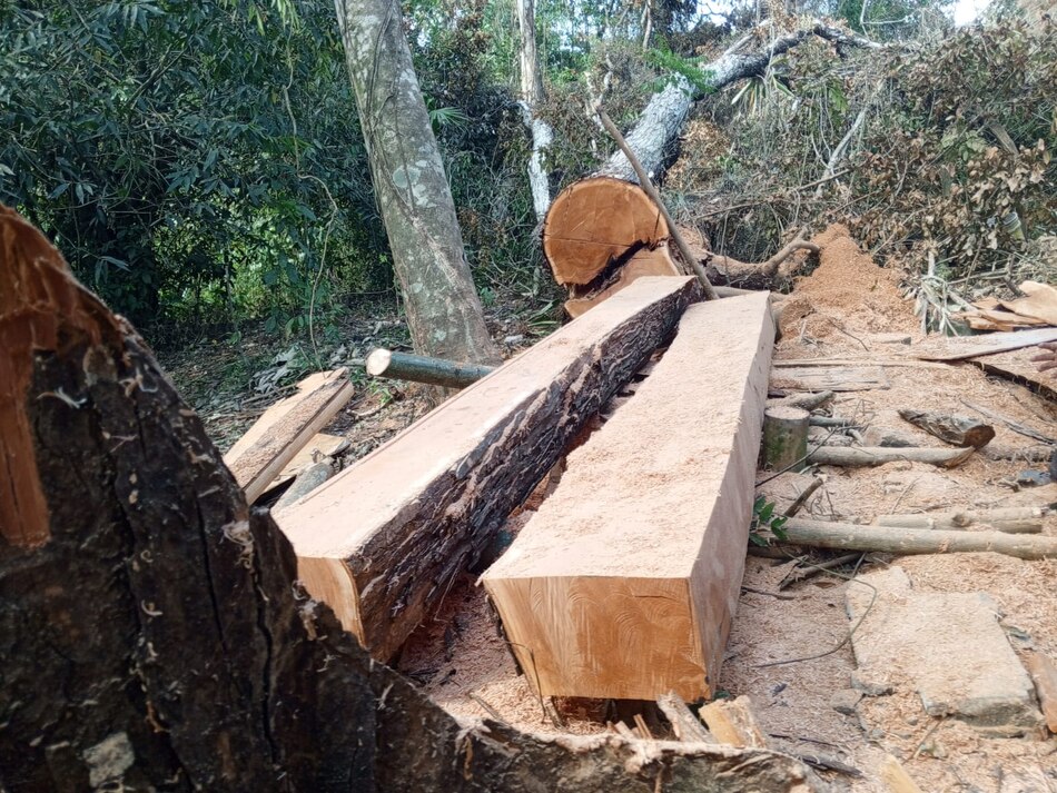 MiAmbiente: detectan tala ilegal de caoba en Chilibre; decomisan motosierra