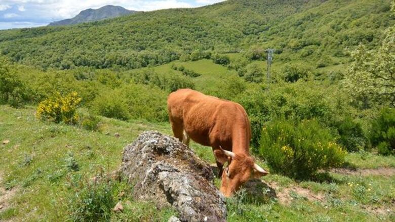 Alimentos orgánicos, de vuelta a los orígenes