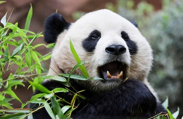 El Zoo de San Diego presenta a Xin Bao y a Yun Chuan, dos pandas gigantes traídos de China