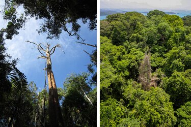 Algunos árboles tropicales resisten el embate de los rayos