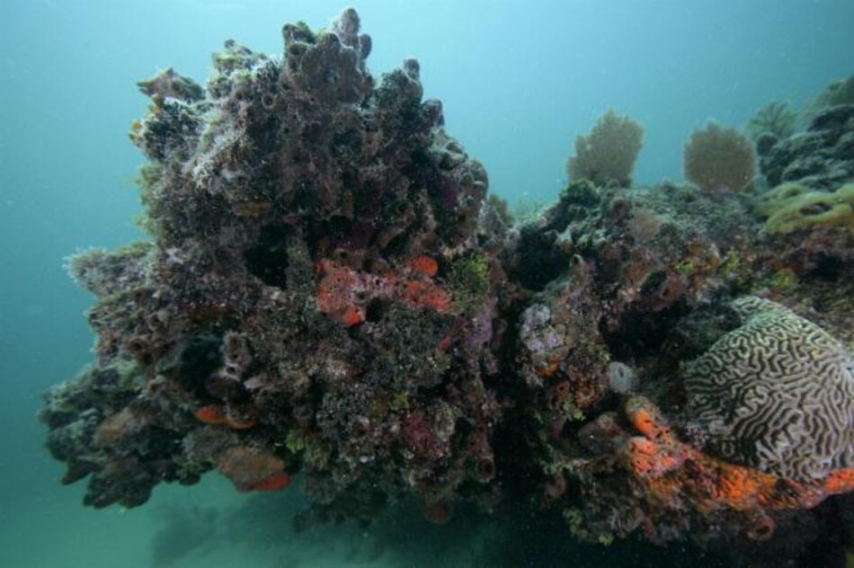 Las esponjas marinas nutren el océano