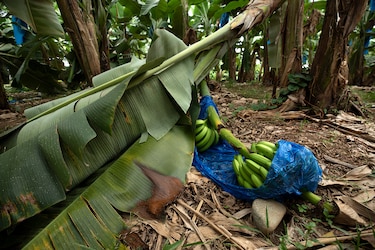 La raíz del conflicto en Bocas del Toro: entre el banano, el sindicato y la represión