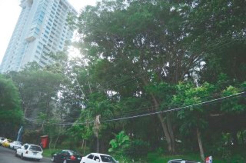 Obras amenazan parque forestal de Hato Pintado