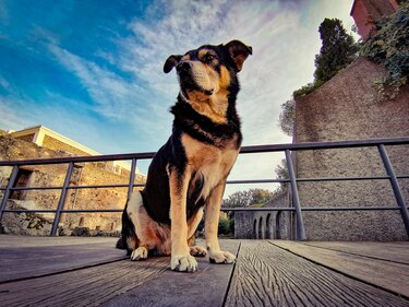Muere Argo, el último perro vagabundo de Pompeya
