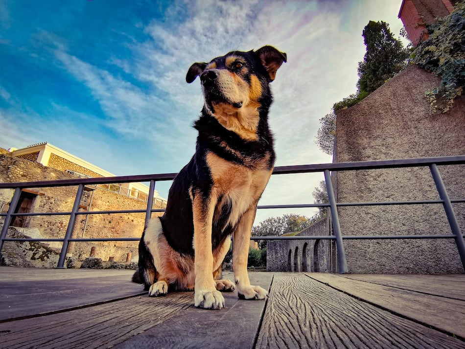 Muere Argo, el último perro vagabundo de Pompeya