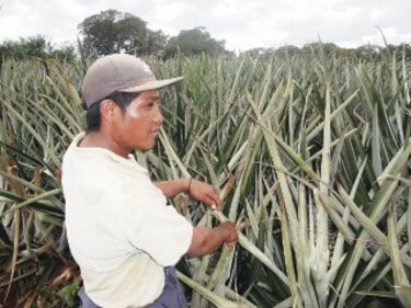 Crece la exportación de piña