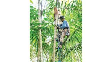 Polinizadores de palmeras-Gorgojos no tan malvados