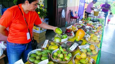 Festival del mango resultó una sana delicia