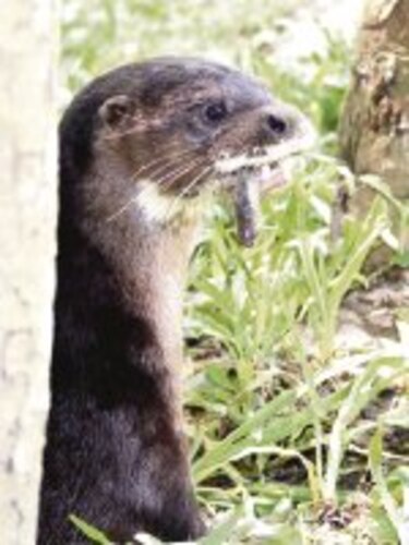 Nutria de nariz peluda, en cautiverio