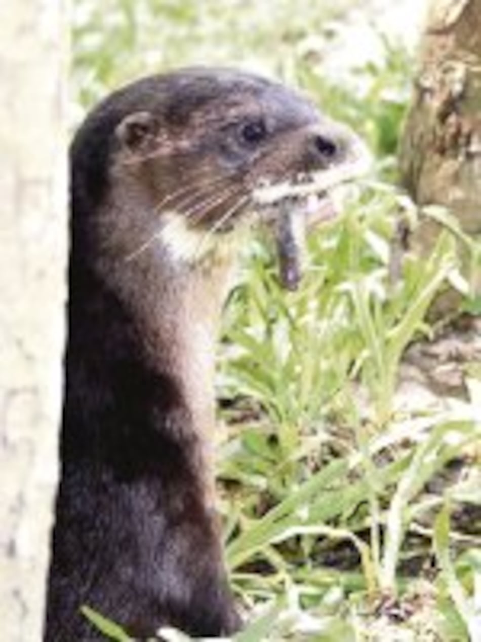 Nutria de nariz peluda, en cautiverio
