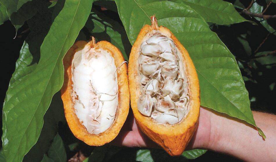 Cacao fino y aromático, la nueva apuesta para Panamá