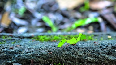 El rol de los insectos en la vida