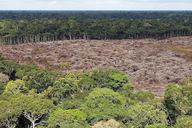Nuevo fondo global busca frenar la tala con pagos de cuatro dólares por hectárea de selva
