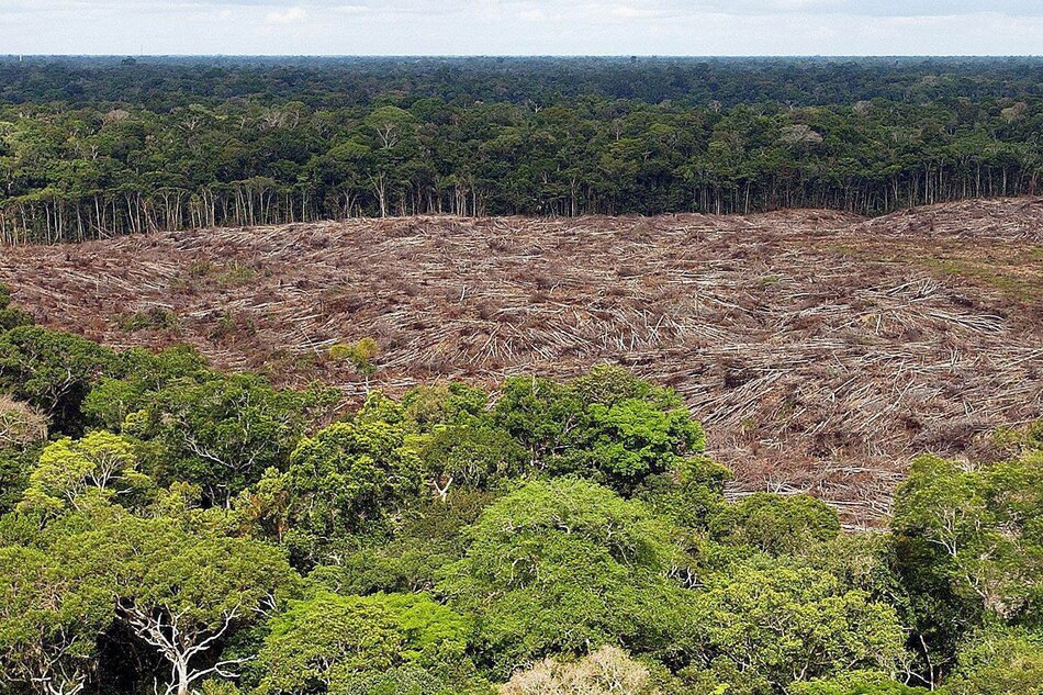 Nuevo fondo global busca frenar la tala con pagos de cuatro dólares por hectárea de selva