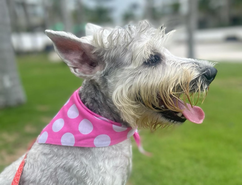 Entre ladridos y silencios: el luto de los perros por la partida de un amigo