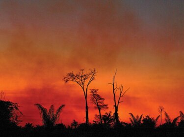 En octubre la deforestación en la Amazonía aumentó 50%