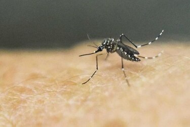 Senado de Estados Unidos aprueba fondos para combatir el zika