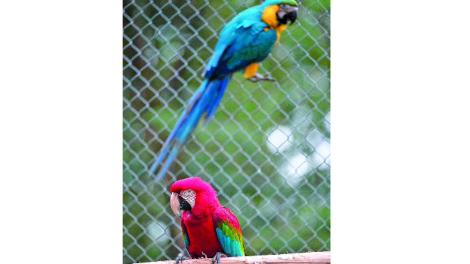 Centro ayuda a regresar al hábitat