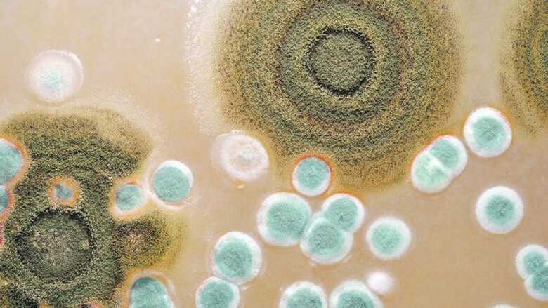 Hongos que afectan la producción agrícola