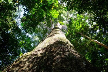 Barro Colorado cumple 100 años