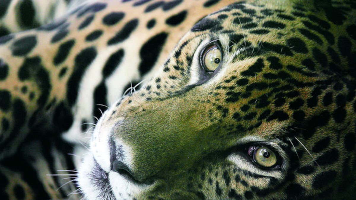 Las poblaciones de jaguares, tanto en Panamá como en el resto del continente, están disminuyendo.
