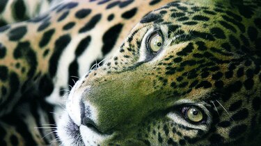 La vida silvestre que perdemos
