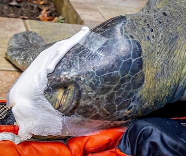 Lucha por vivir: tortuga verde de 30 años es rescatada herida en Taboga