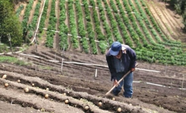 El Niño pone en riesgo cultivo de granos en el arco seco