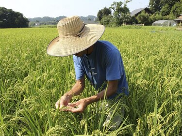 Todo el arroz de Fukushima supera por primera vez los controles de radiación