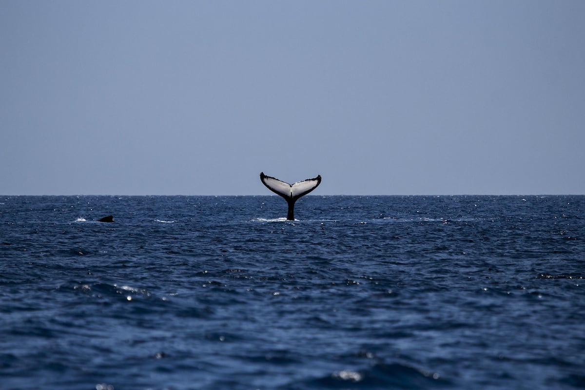 Caza de ballenas: Islandia retoma la actividad después de dos años sin capturas