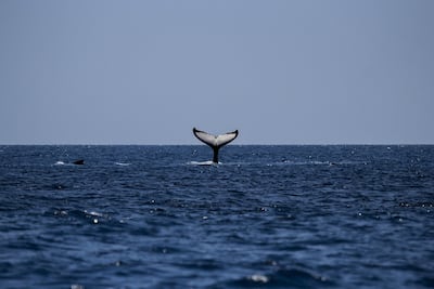 Caza de ballenas: Islandia retoma la actividad después de dos años sin capturas