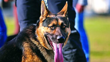 Estudian cociente intelectual de los perros