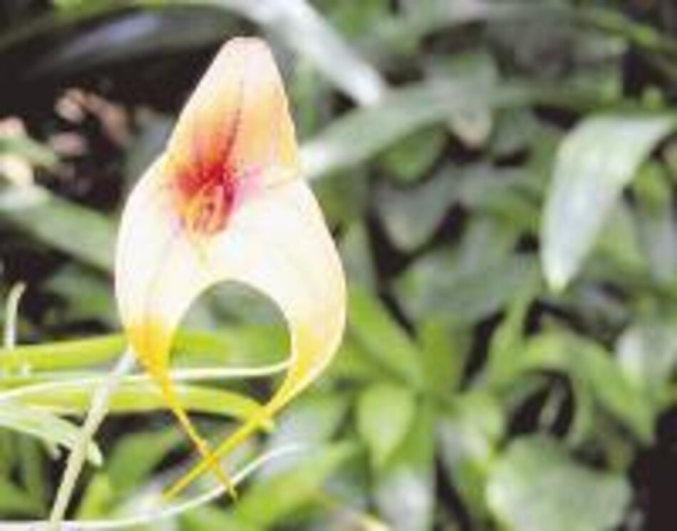 El misticismo de las orquídeas