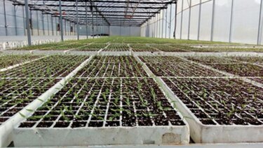 Preparan siembra de guandú en Chiriquí