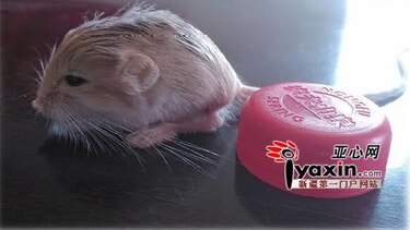 Hallan en China al ‘ratón saltarín’ más pequeño del mundo