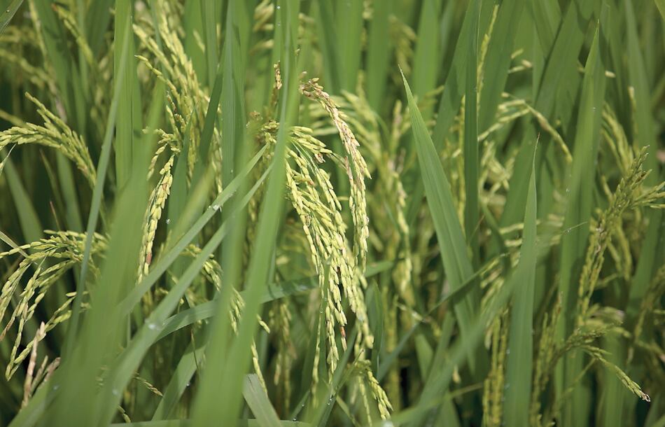 Aprueban $20 millones para el pago a productores