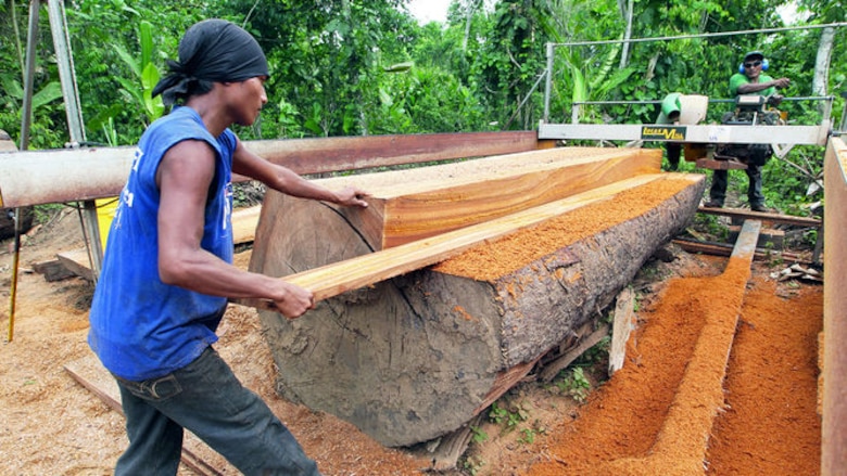 Tala ilegal arrasa con bosques en la provincia de Darién