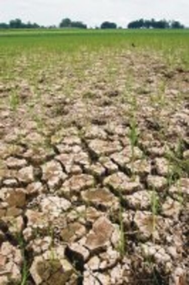 Sigue pérdida de cobertura vegetal