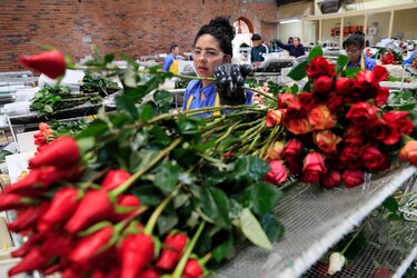 Las rosas colombianas resisten el fenómeno de El Niño y están listas para San Valentín