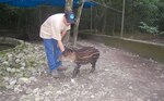 Tapir en cautiverio 'Catalina' evoluciona normalmente