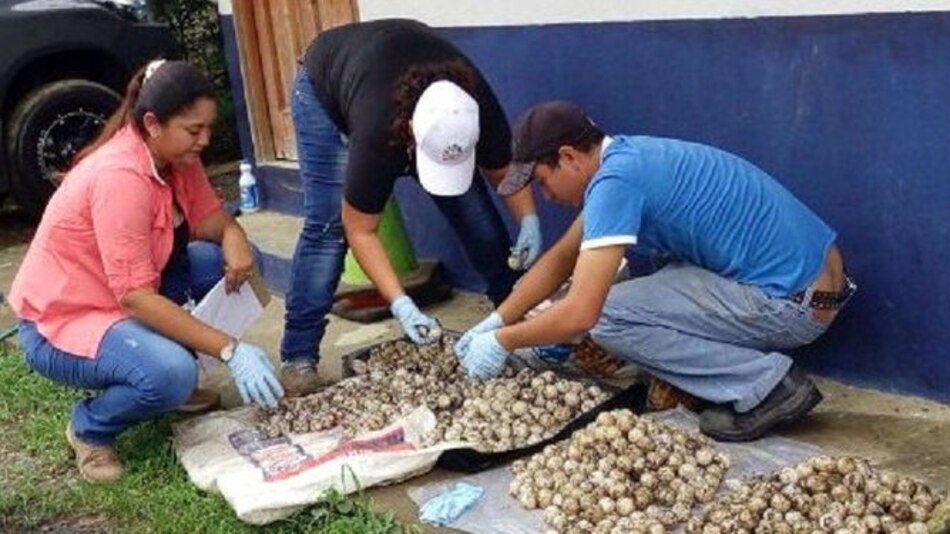 Decomisan mil 300 huevos de tortuga en Tonosí
